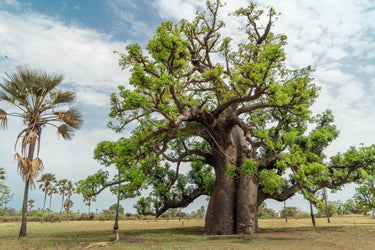 5 African BAOBAB TREE Adansonia Digitata Monkey Bread Judas Fruit Seeds